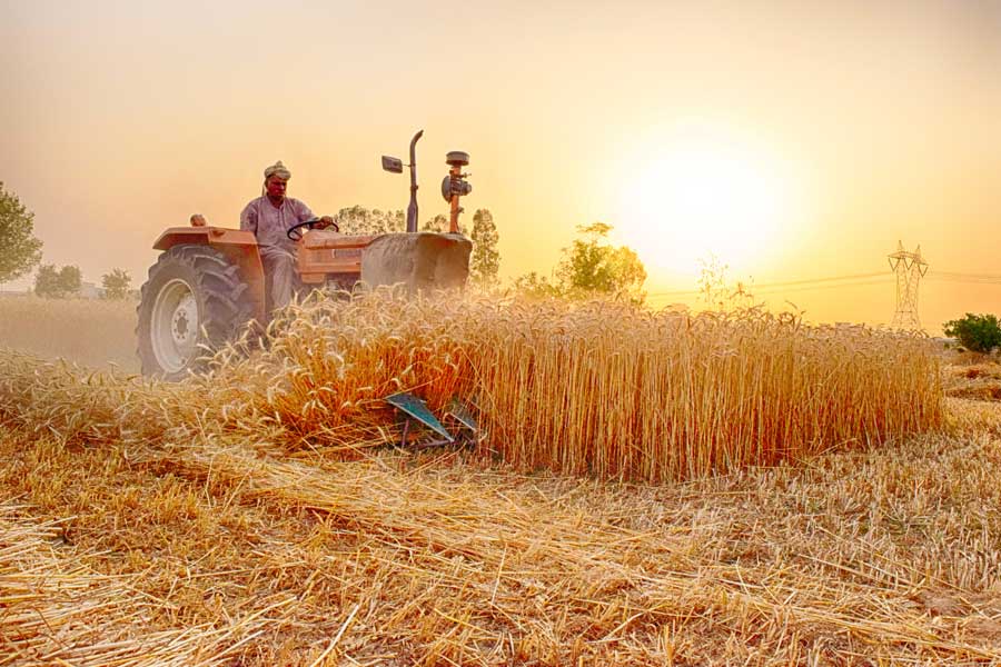 What is the Wheat Import Scam in Pakistan