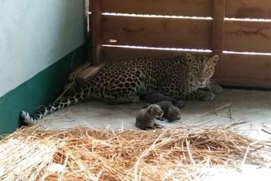 New members at rasikbil mini zoo after Rimjhim and Garima named female leopards gave birth to 7 cubs