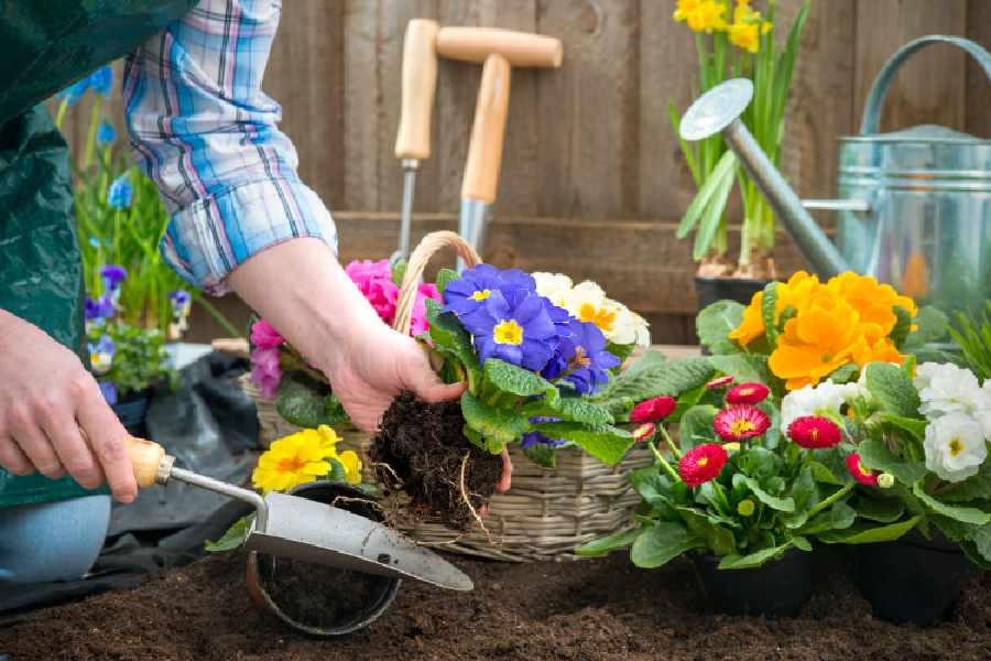 Surprising Health Benefits of Gardening