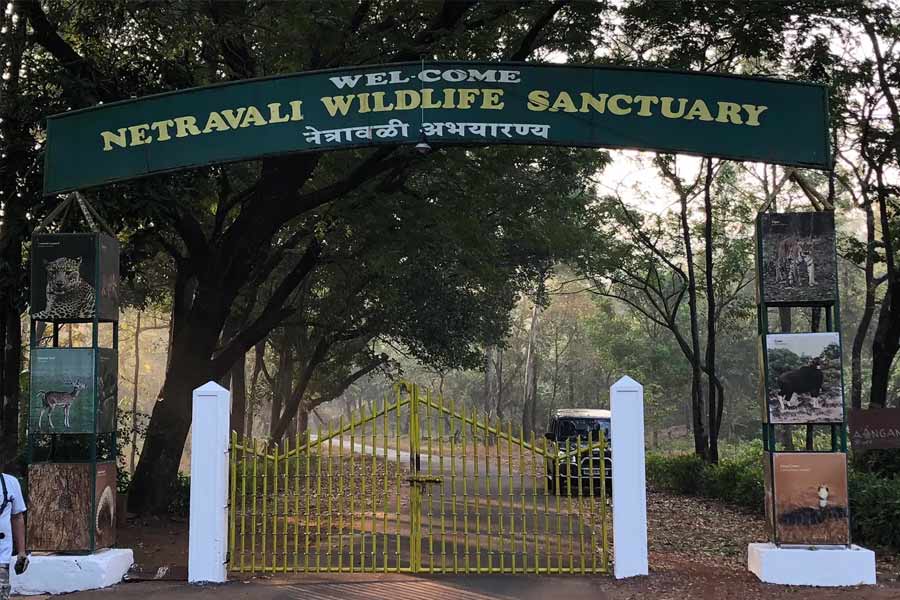 নেত্রাভালি অভয়ারণ্য: গোয়ায় গিয়ে নেত্রাভালি অভয়ারণ্যে এক বার ঢুঁ না মারলে বেড়াতে যাওয়াটাই বৃথা হয়ে যাবে। সমুদ্র এবং জঙ্গলের সহাবস্থানের কারণেই গোয়া অনেকের পছন্দের জায়গা। এই অভয়ারণ্যে এক বার প্রবেশ করলে মনে হবে বাইরের জগতের সঙ্গে সব সম্পর্ক ছিন্ন হয়ে গিয়েছে। আলো-আঁধারি পরিবেশ। একটা গা ছমছমে ভাব আর অপরূপ সৌন্দর্যে মন হারিয়ে যাবে।
