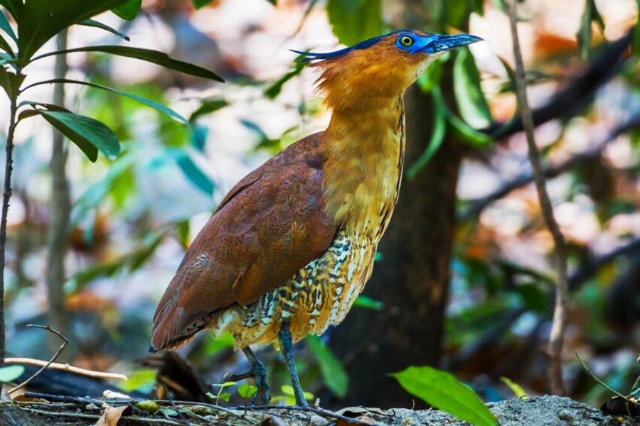 প্রচুর পরিযায়ী পাখির আনাগোনা এই জঙ্গলে। বছর তিনেক আগে এক বার ব্ল্যাক প্যান্থার দেখা গিয়েছিলে গভীর জঙ্গলে। তার পর থেকে এই জঙ্গলে আসার প্রতি ঝোঁক বেড়েছে পর্যটকদের। চাইলে ট্রেকিংও করতে পারেন। 