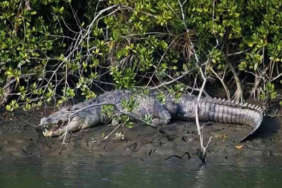 ভাগ্য ভাল থাকলে মাঝেমাঝেই জলের উপরে মাথা তুলবে ডলফিন, কুমির। হাউসবোটের ছাদে বসে সূর্যাস্ত দেখার স্মৃতি মনে থেকে যাবে আজীবন। সন্ধ্যার দিকে ওয়াইন আর গোয়ান স্বাদের খাবার খেতে খেতে সঙ্গীর সঙ্গে গল্প করার এক অন্য অনুভূতি।