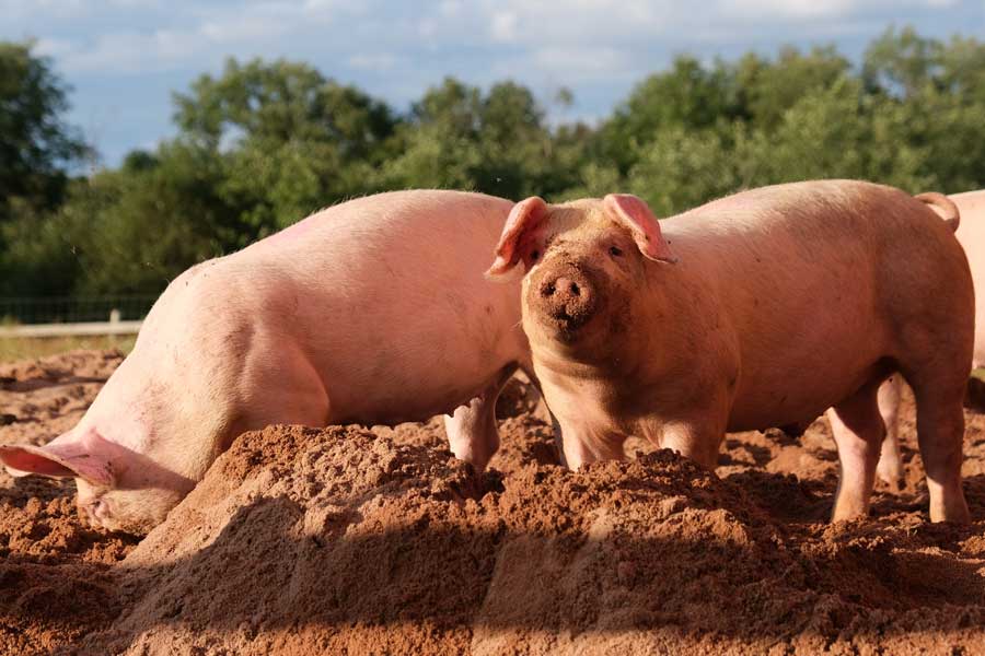 First Person to receive Pig kidney transplant dies after two month