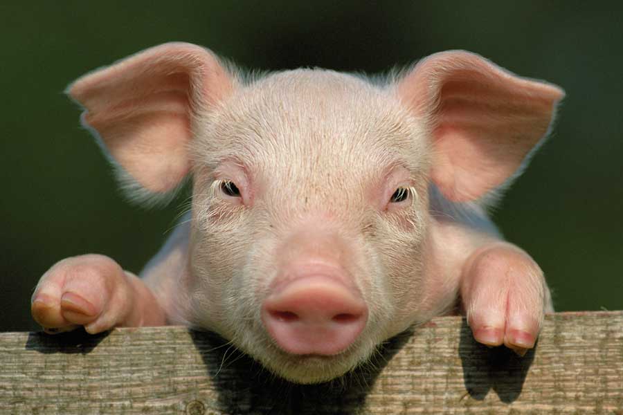 First Person to receive Pig kidney transplant dies after two month