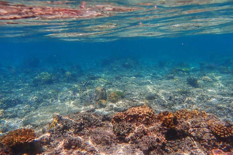 সমুদ্রের মধ্যেকার বাস্তুতন্ত্রকে নিমেষে দুর্বল করে দিতে পারে এই সামুদ্রিক তাপপ্রবাহ (মেরিন হিটওয়েভ বা এমএইচডব্লিউ)। বহু সামুদ্রিক প্রাণীর মৃত্যু হতে পারে এর প্রভাবে। বদলে যেতে পারে প্রাণীদের বাস এবং অভিবাসনের ধরন। এই ধরনের তাপপ্রবাহে প্রবালও ক্ষতিগ্রস্ত হচ্ছে বছরের পর বছর। 