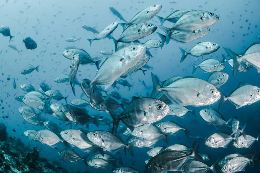 সমুদ্রের উপকূলীয় এলাকায় যাঁরা থাকেন, তাঁদের অধিকাংশের জীবিকা নির্ভর করে থাকে সামুদ্রিক মাছ এবং অন্যান্য প্রাণীর উপর। তাপে সেই সব প্রাণীর মৃত্যু হলে মৎস্যজীবীদের মাথায় হাত পড়ে। ২০১০-১১ সালে এই তাপপ্রবাহের কারণে বিপুল পরিমাণ মাছের মৃত্যু হয়েছিল অস্ট্রেলিয়ার পশ্চিম উপকূল সংলগ্ন এলাকায়। যা সমুদ্রকেন্দ্রিক জীবনে সঙ্কট ডেকে এনেছিল। 