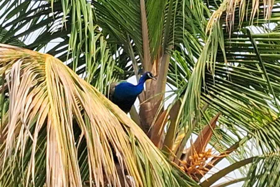 Peacocks roaming freely at Durgapur