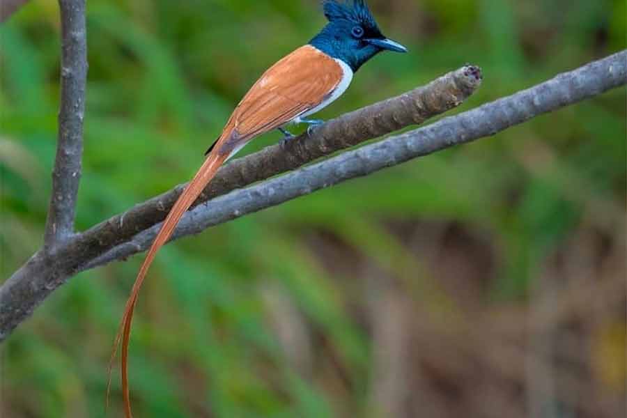 পূর্বস্থলীতে দেখা যাচ্ছে এই ধরনের পাখি। বাঁ দিকে, শাহ বুলবুল। ডান দিকে, কালো ঘাড় রাজন।