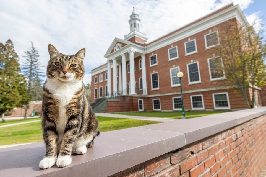 A beloved Cat on the campus of Vermont State University has been awarded honorary degree dgtl