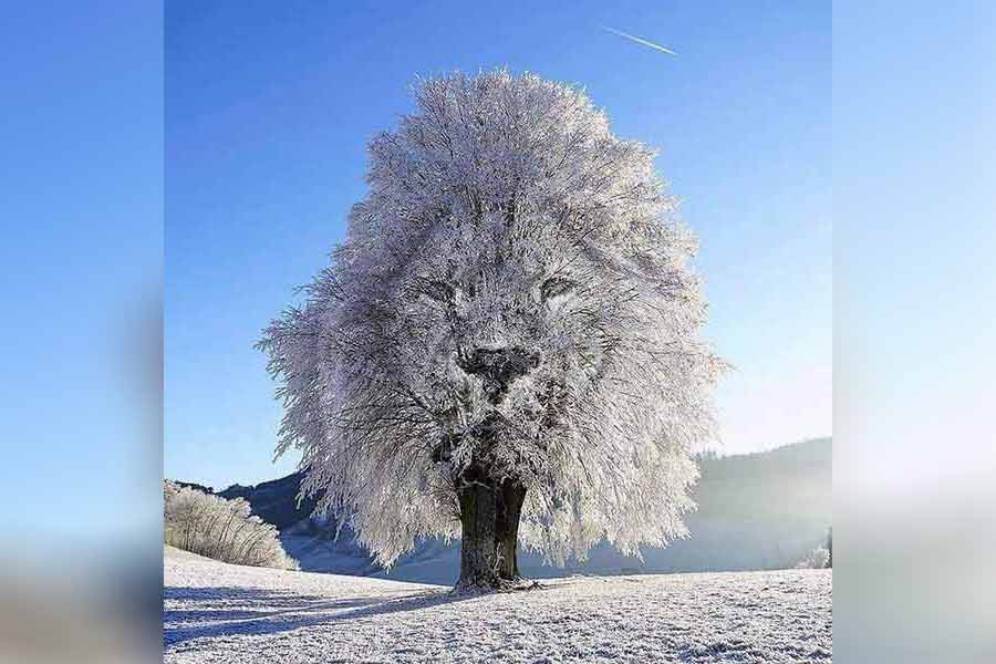 What do you see in this picture first? A tree or a lion? dgtl