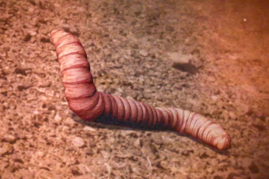 Know all about Mongolian death worm
