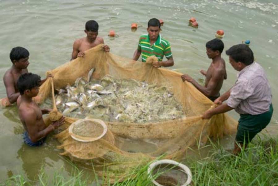 Temporary workers of the West Bengal Fisheries Corporation are in trouble due to salary arrears