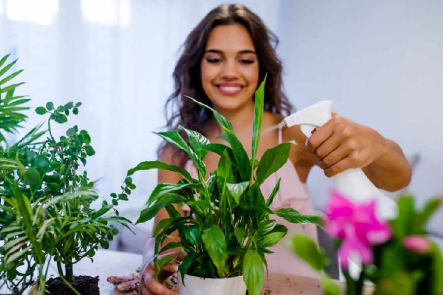 Low Maintenance Indoor Plants for people with busy lifestyle