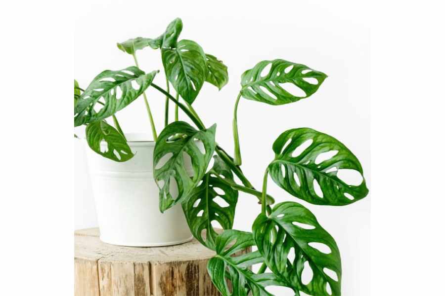 Low Maintenance Indoor Plants for people with busy lifestyle 