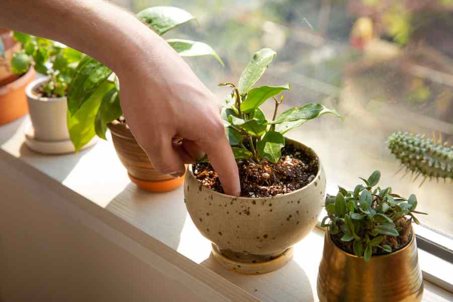 Useful hacks to take care of your plants during monsoon