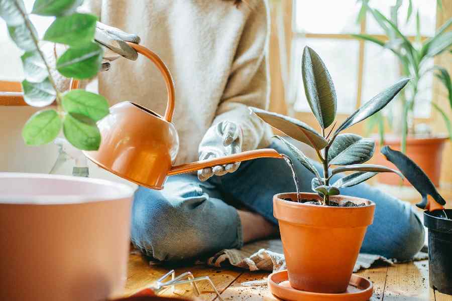 Tips to Followed while watering Plants