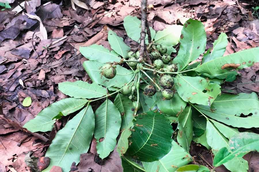 পাতায়, ডালে কুরকুট। 