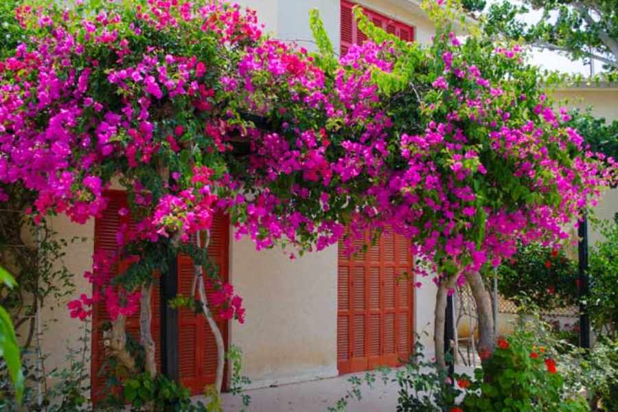 Here are some tips for growing bougainvillea