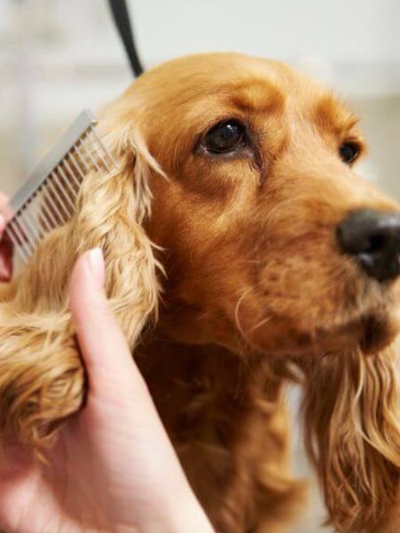 How to take care of your dog during summer and monsoon dgtl