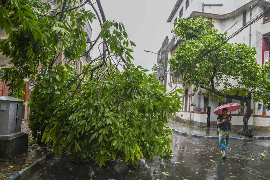 ঝড়বৃষ্টির কারণে বারুইপুরের কিছু জায়গায় গাছ ভেঙে পড়ে গিয়েছে। ব্যাহত যান চলাচল। ভোগান্তি সাধারণ মানুষের।