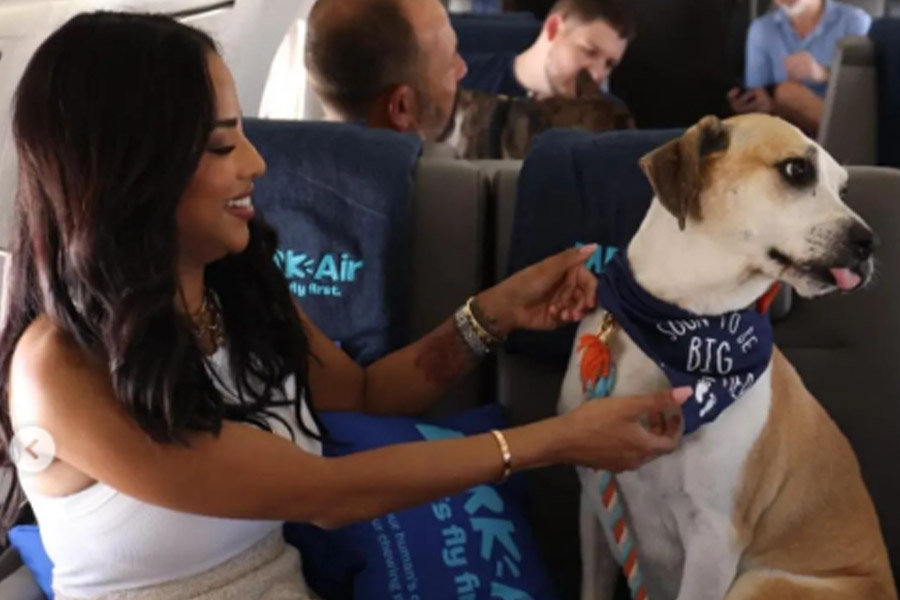 Image Of Dog Airline