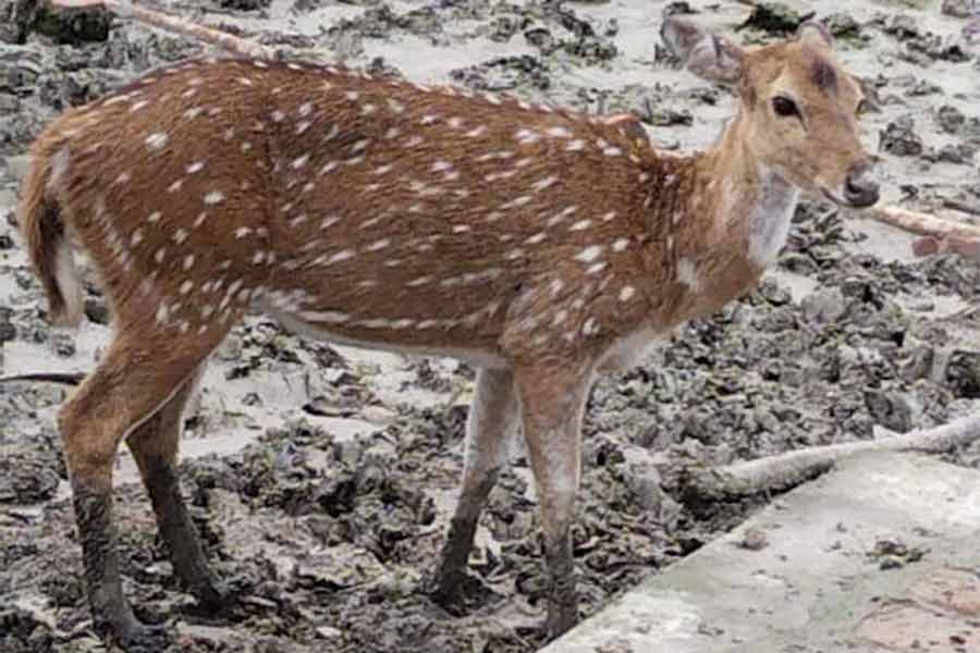 গড়চুমুক চিড়িয়াখানা।