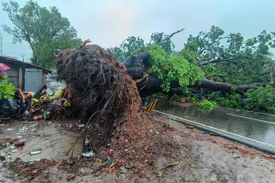 ভেঙে পড়েছে গাছ।