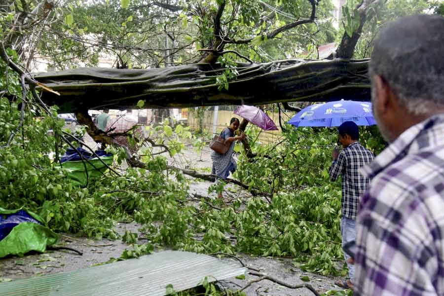 More than 300 trees have been uprooted by Cyclone Remal in Kolkata Municipal area