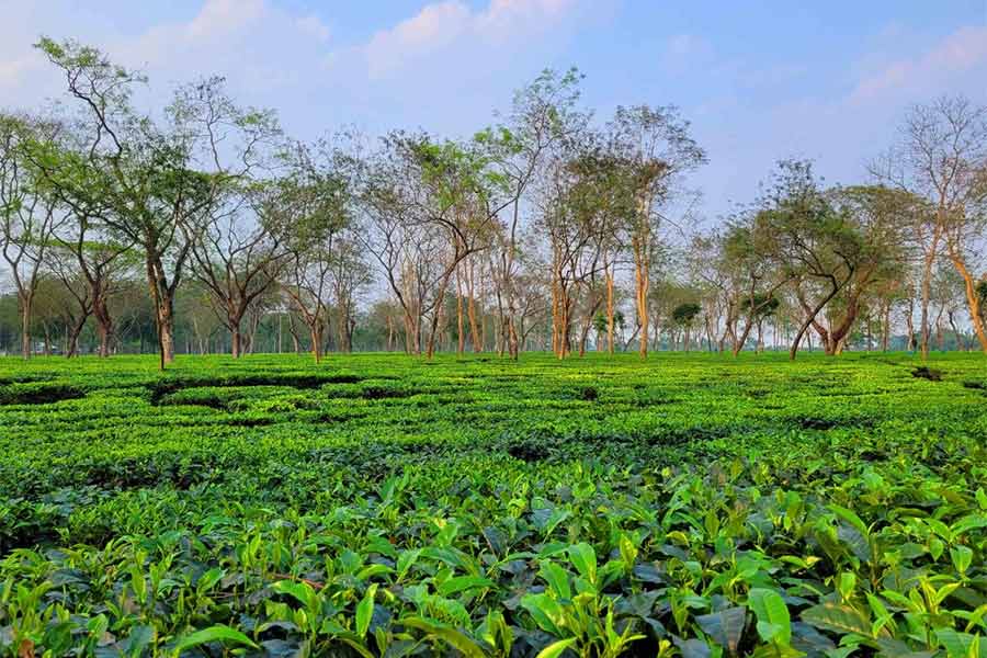 স্বস্তির বৃষ্টিতে সবুজ হল চা বাগান। বৃহস্পতিবার জলপাইগুড়িতে। 