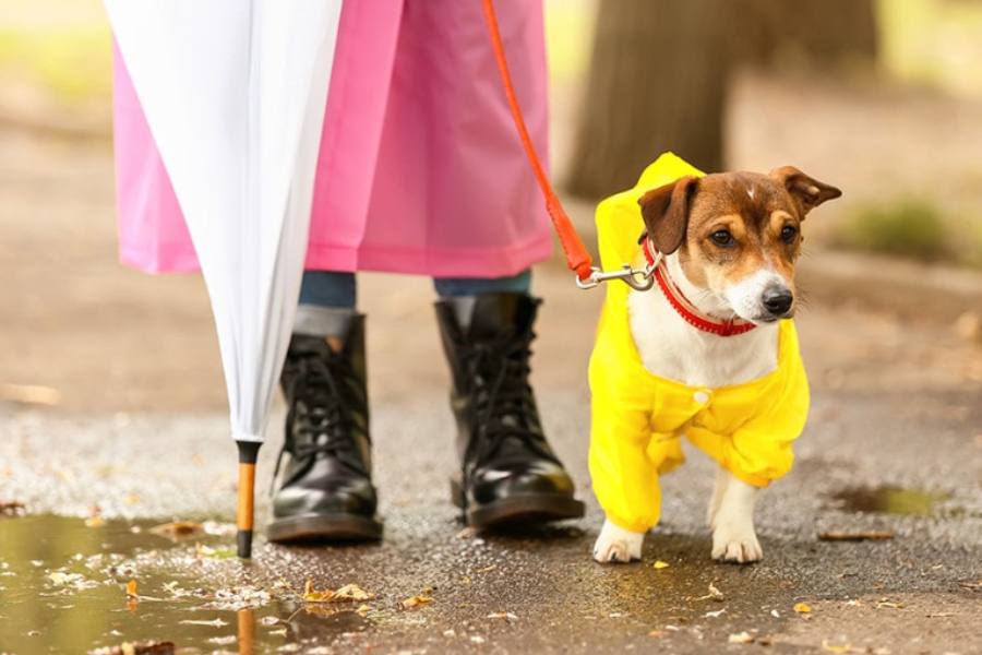 How to take care of your dog during monsoon time