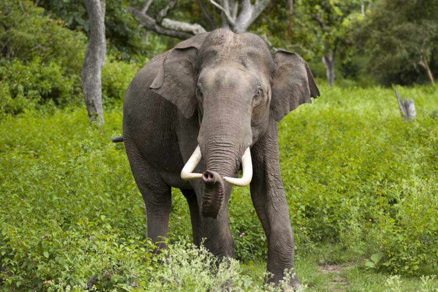 প্রতিনিধিত্বমূলক ছবি।