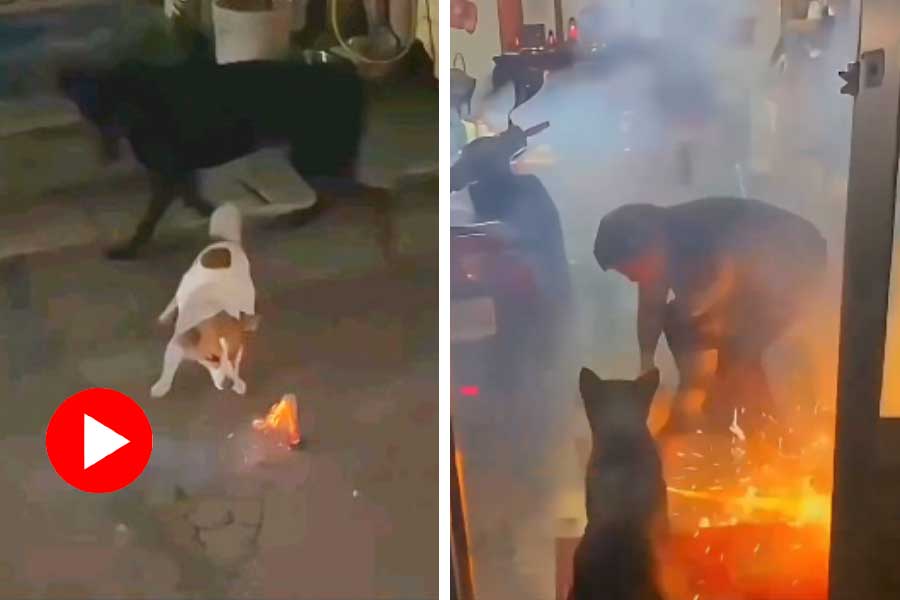 A puppy running away with cracker during Diwali