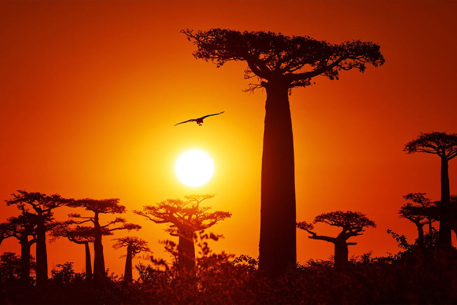African Baobab is dying due to climate change says new research 