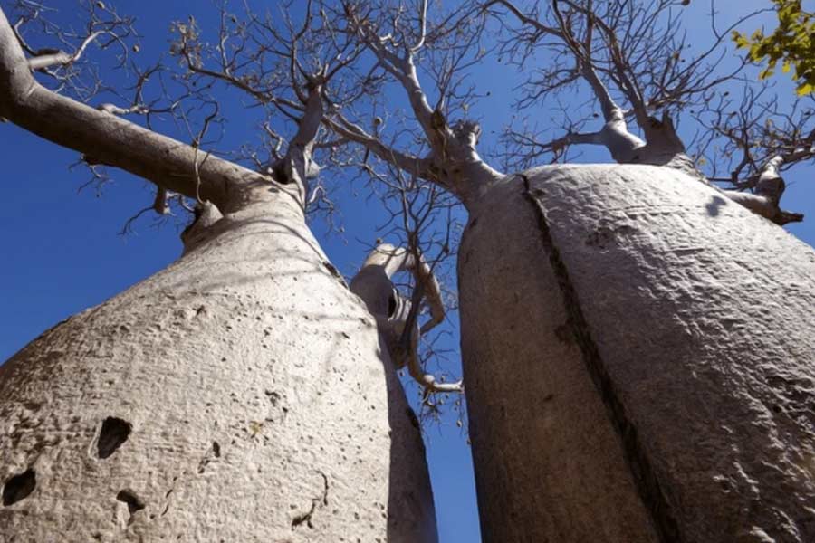 African Baobab is dying due to climate change says new research 
