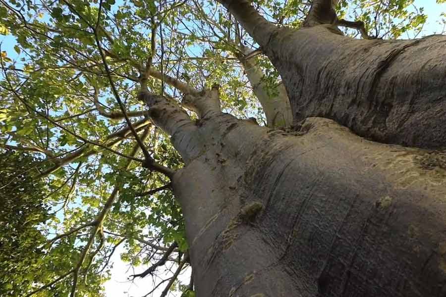 African Baobab is dying due to climate change says new research 