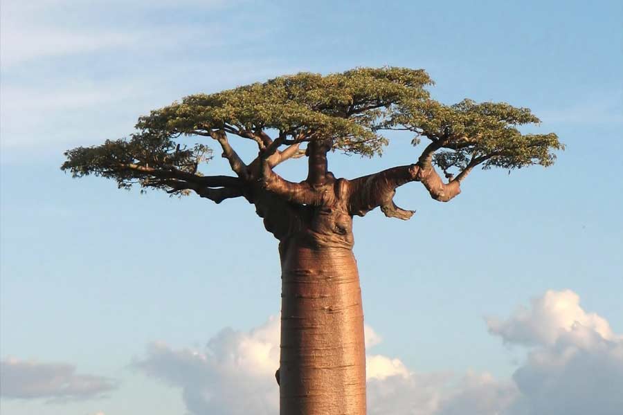 African Baobab is dying due to climate change says new research 