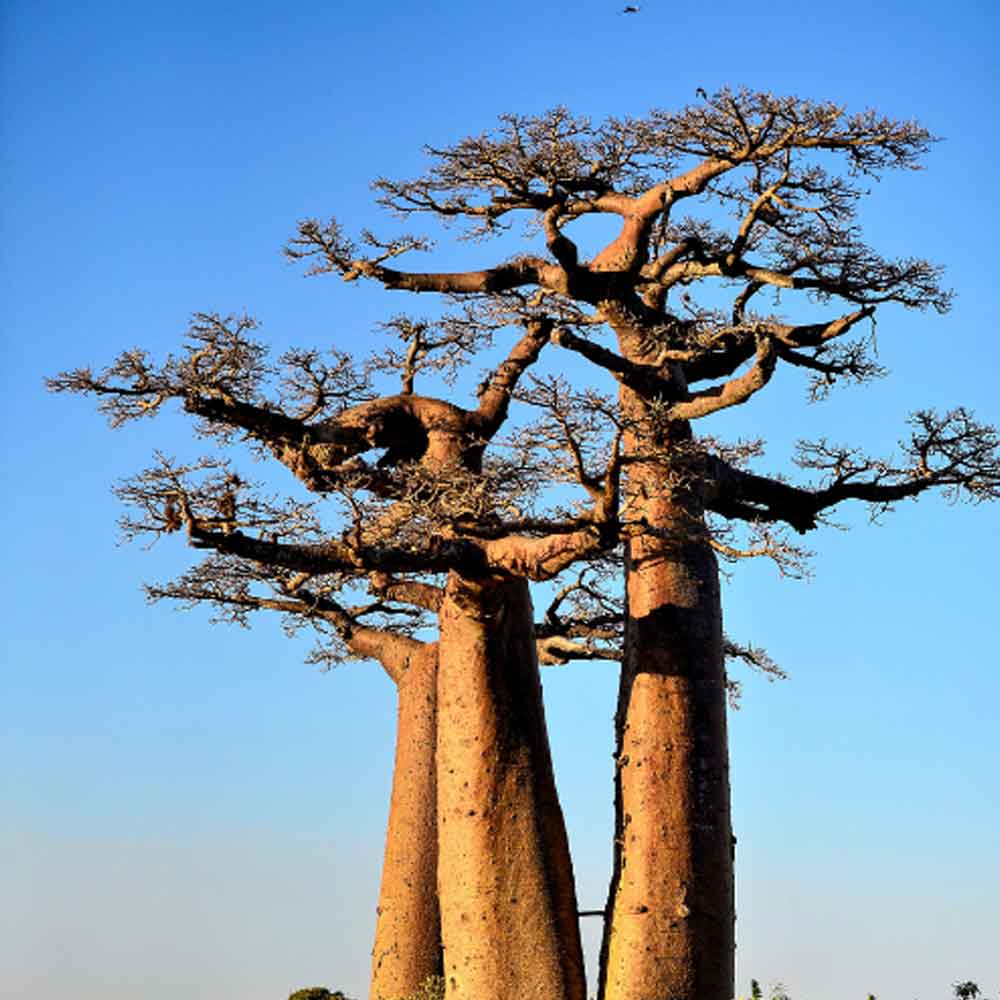 African Baobab is dying due to climate change says new research 