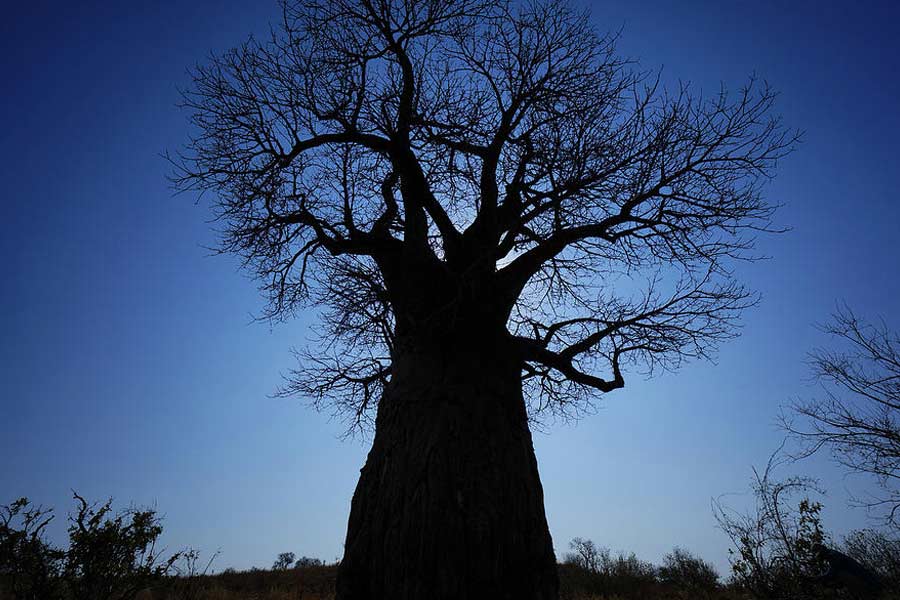 African Baobab is dying due to climate change says new research 