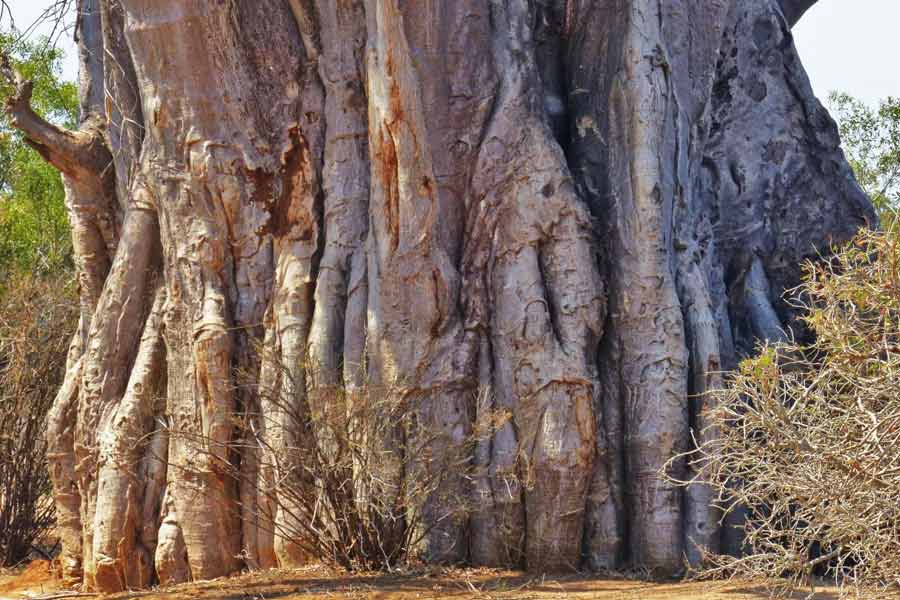 African Baobab is dying due to climate change says new research 