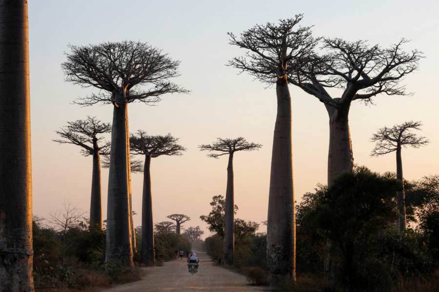 African Baobab is dying due to climate change says new research 