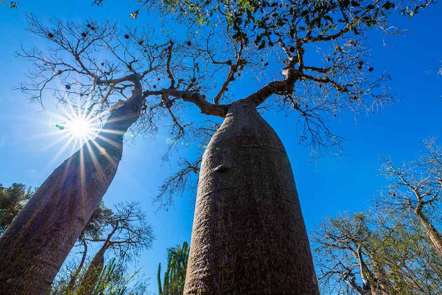 African Baobab is dying due to climate change says new research 
