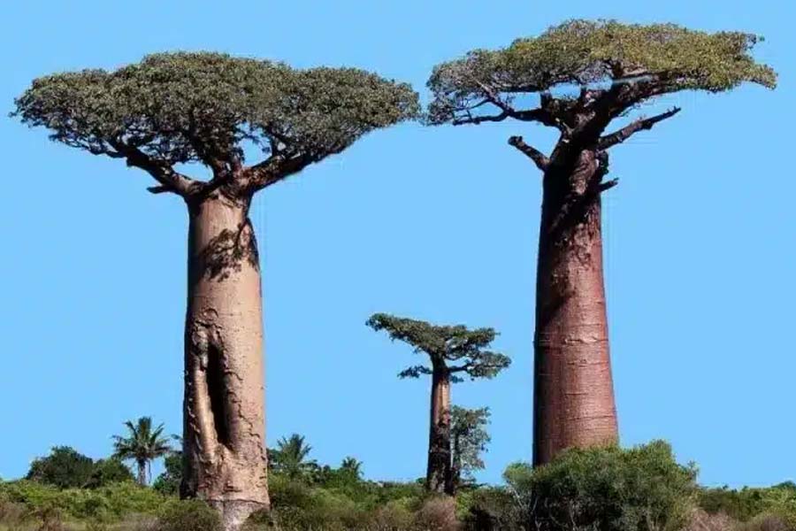 African Baobab is dying due to climate change says new research 