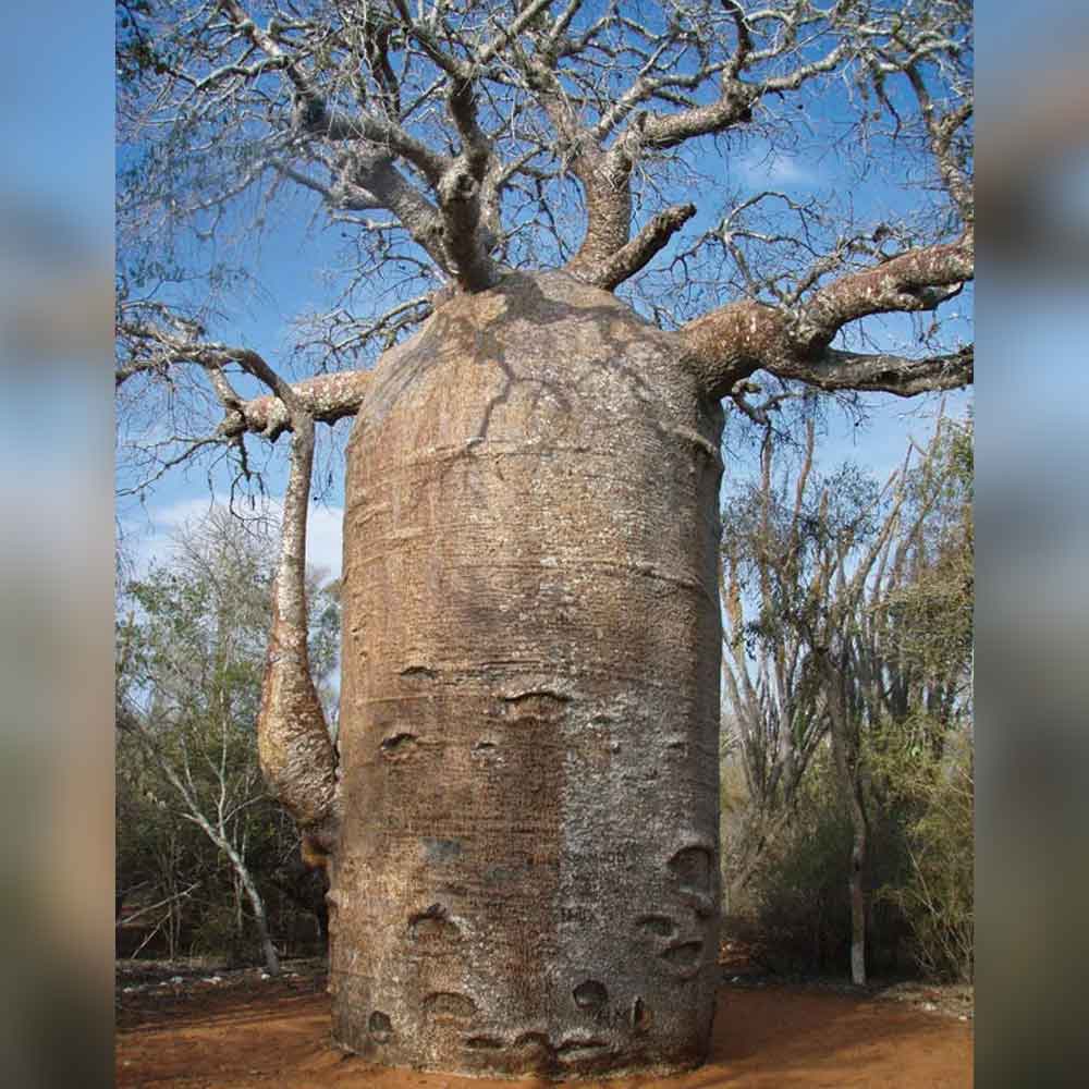 African Baobab is dying due to climate change says new research 