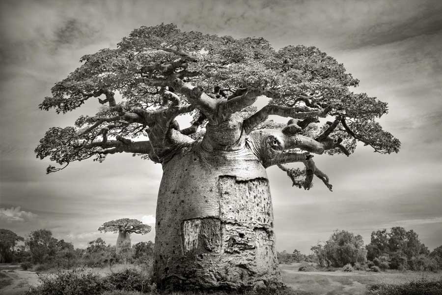 African Baobab is dying due to climate change says new research 