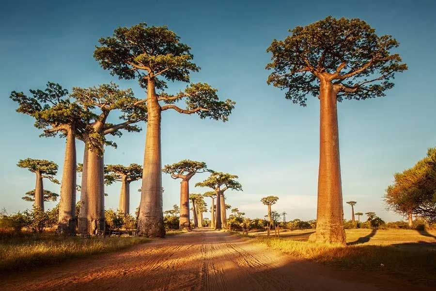 African Baobab is dying due to climate change says new research 