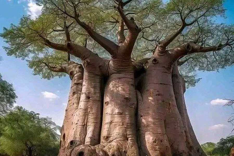African Baobab is dying due to climate change says new research 