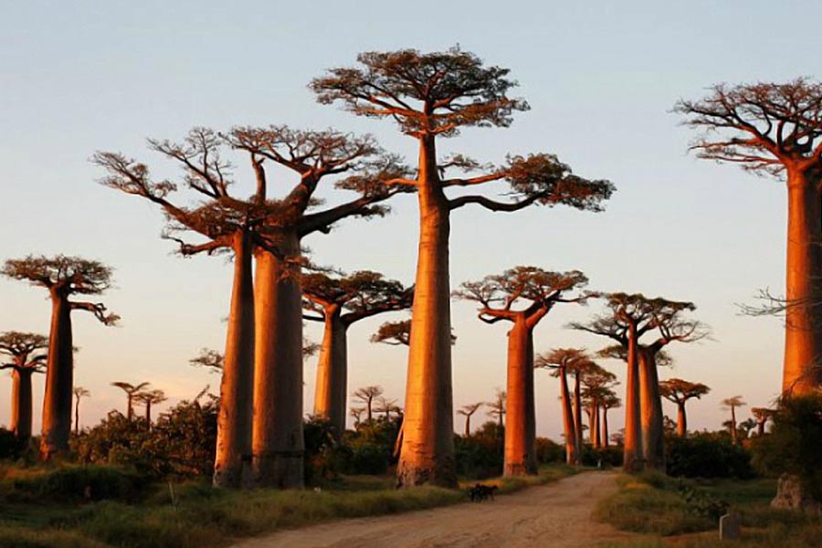 African Baobab is dying due to climate change says new research 
