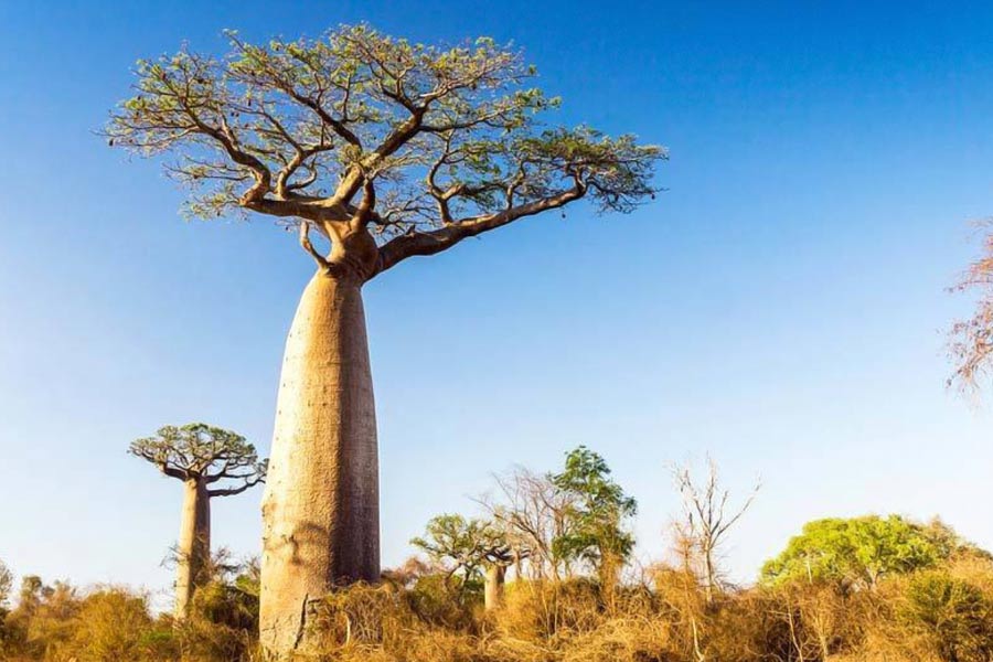 African Baobab is dying due to climate change says new research 
