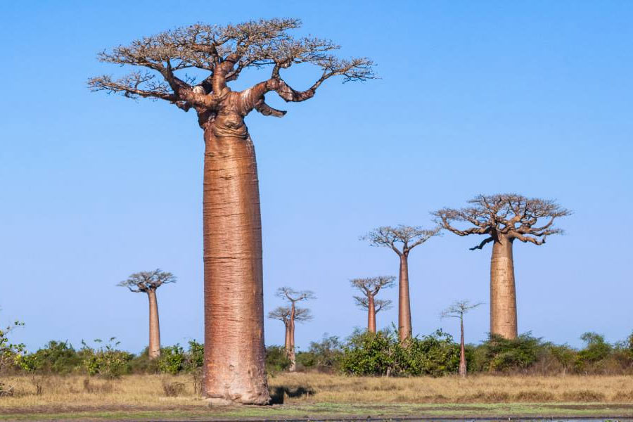 African Baobab is dying due to climate change says new research 