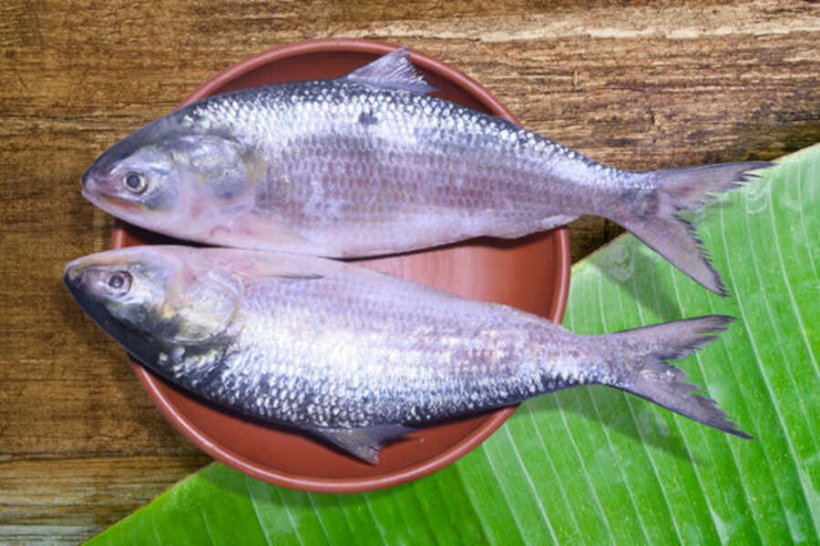 বাঙালির প্রিয় চিংড়ি ও ইলিশের দাম শুনে মাথায় হাত দিতে হয়। আজ, শনিবার বাজারে ইলিশ মাছ ১২০০ টাকা থেকে ১৫০০ টাকা কেজি, তা ছাড়াও পাবদা, ভেটকি ৫০০ থেকে ৬০০ টাকা কেজি দরে বিক্রয় হচ্ছে। মাঝারি মাপের বাগদা চিংড়ি ৮০০ টাকা। তুলনামূলক দাম কম রুই কাতলার, বিক্রি হচ্ছে ২৫০ থেকে ৩০০ টাকা প্রতি কেজি দরে।  